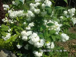 ludmila60 — 20. června 2013