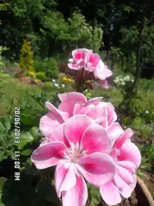ludmila60 — 20. června 2013