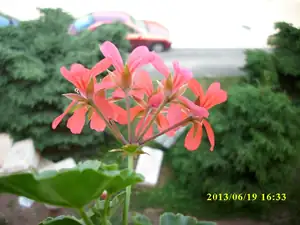 pelargonie, detail květ