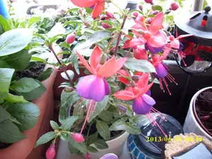 fuchsie