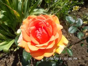 ludmila60 — 24. června 2013