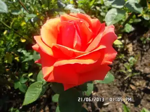 ludmila60 — 24. června 2013