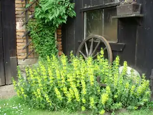 muškatek — 24. června 2013