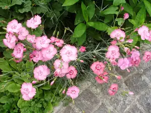 muškatek — 24. června 2013
