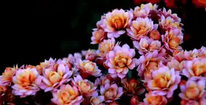 kalanchoe...