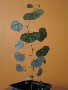 Passiflora Organensis