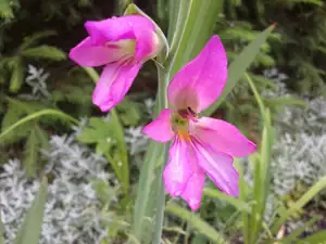 iris66 — 25. června 2013