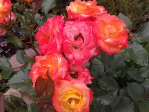 iris66 — 25. června 2013