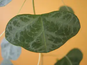 Passiflora Organensis - list