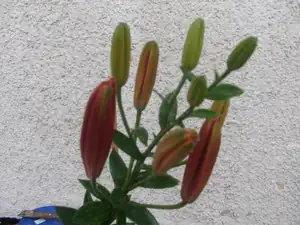 iris66 — 25. června 2013