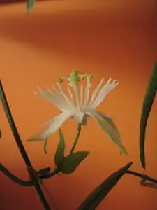 Passiflora Morifolia