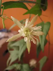 Passiflora Morifolia II.