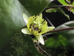 Passiflora Coriacea