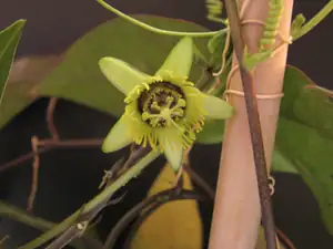 Passiflora Coriacea II.