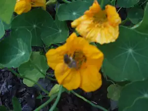 iris66 — 13. listopadu 2010
