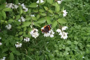 papilio — 27. června 2013