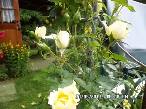 ludmila60 — 27. června 2013