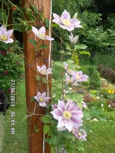 ludmila60 — 27. června 2013