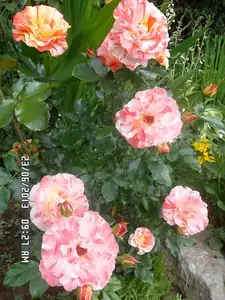 ludmila60 — 27. června 2013