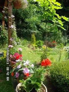 ludmila60 — 27. června 2013