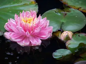 Lily Pond
