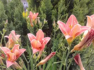 iris66 — 28. června 2013