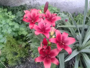 iris66 — 28. června 2013
