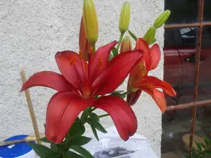 iris66 — 28. června 2013