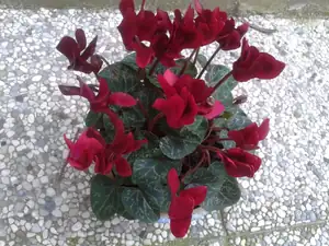 iris66 — 28. června 2013