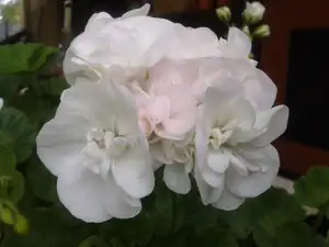 iris66 — 28. června 2013