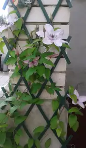 clematis