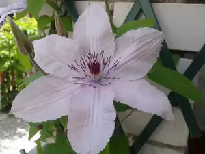 clematis