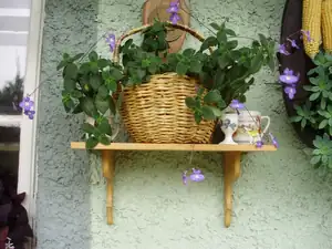 muškatek — 1. července 2013