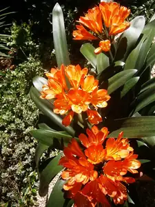 Clivia v plném květu