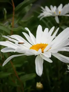 Kopretiny
