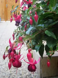 Fuchsie