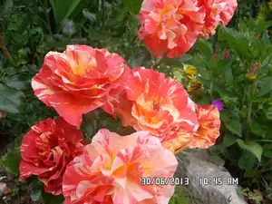 ludmila60 — 2. července 2013