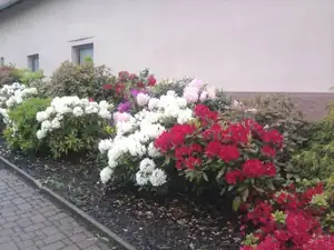 Janaen — 4. července 2013