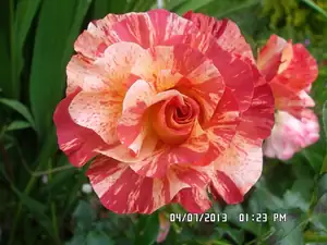 ludmila60 — 6. července 2013