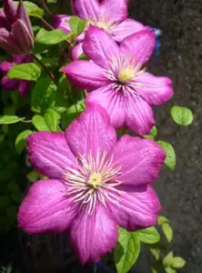 klematis