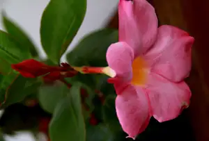 sundavilka...