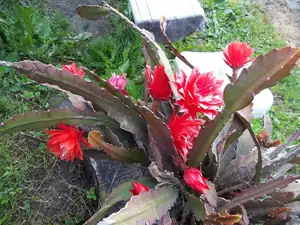 Kaktus