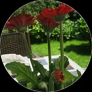 Gerbera