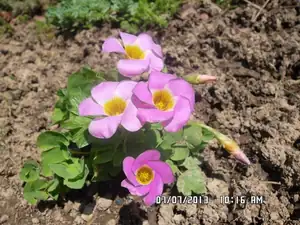 ludmila60 — 9. července 2013