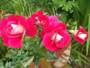 ludmila60 — 9. července 2013