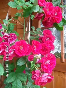 ludmila60 — 9. července 2013