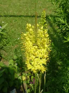 liliochvostec