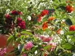 lantana