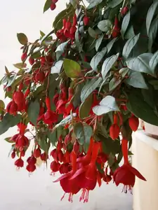 Fuchsie