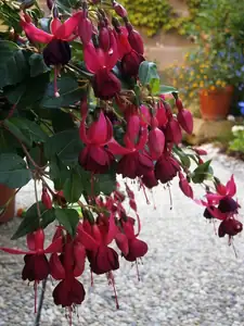 Fuchsie